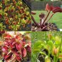 300 seeds Garden Potted Flytrap Seeds Dionaea Muscipula