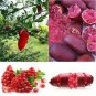 20 seeds Novel Finger Limes Citrus Pomegranate Bonsai Delicious Sweet Fruit Bonsai