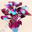 100 seeds Anthurium Plants Bonsai Flower Blue Anthurium Plant Balcony Pot