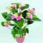 100 seeds Anthurium Plants Bonsai Flower Blue Anthurium Plant Balcony Pot