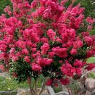 5 seeds Crape Myrtle Bonsai Mixed Perennial Tree Flower Seeds