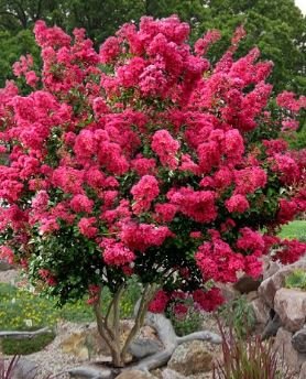 5 seeds Crape Myrtle Bonsai Mixed Perennial Tree Flower Seeds