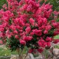 5 seeds Crape Myrtle Bonsai Mixed Perennial Tree Flower Seeds