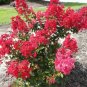 5 seeds Crape Myrtle Bonsai Mixed Perennial Tree Flower Seeds