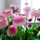 100 seeds Strawberry Ice Cream Little Daisy Seeds