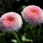 100 seeds Strawberry Ice Cream Little Daisy Seeds