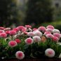 100 seeds Strawberry Ice Cream Little Daisy Seeds