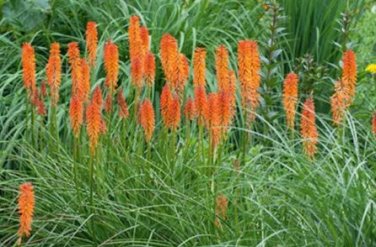 100 seeds Kniphofia 'Elvira' Seeds Red Hot Poker Torch Lily 'Elvira' Flowers