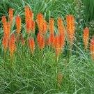 1000 seeds Kniphofia 'Elvira' Seeds Red Hot Poker Torch Lily 'Elvira' Flowers