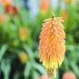 1000 seeds Kniphofia 'Elvira' Seeds Red Hot Poker Torch Lily 'Elvira' Flowers