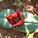 1 seeds Piece Androcymbium latifolium South African Plant Seeds Cup