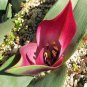 1 seeds Piece Androcymbium latifolium South African Plant Seeds Cup
