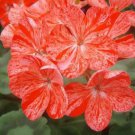 10 seeds Geranium 'Avenida' Pink Orange Flowers
