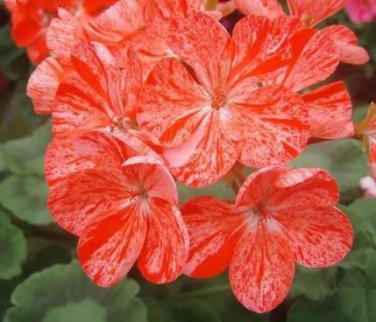 10 seeds Geranium 'Avenida' Pink Orange Flowers