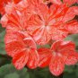 10 seeds Geranium 'Avenida' Pink Orange Flowers
