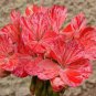 10 seeds Geranium 'Avenida' Pink Orange Flowers