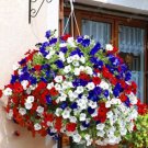 200 seeds Rare Morning Glory Flowers Seeds Very Beautiful Perennial Flowers