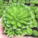 100 seeds Rare Succulents Bonsai Orostachys