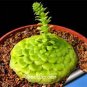 100 seeds Rare Succulents Bonsai Orostachys