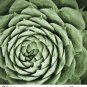 100 seeds Rare Succulents Bonsai Orostachys