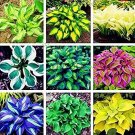 200 seeds Hosta Bonsai Perennials Plantain Beautiful Lily Flower