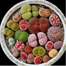 100 seeds Beauty Mixed Mini Lithops Bonsai Plants Cactus Bonsai Plants
