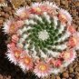100 seeds Beauty Mixed Mini Lithops Bonsai Plants Cactus Bonsai Plants