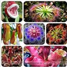 100 seeds Enchantress Carnivorous Bonsai Seeds