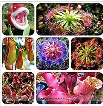 100 seeds Enchantress Carnivorous Bonsai Seeds