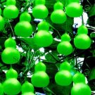 8 seeds Heirloom 'Jindi' Small Ornamental Gourd Seeds