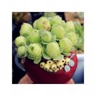 100 seeds Green Rose Garden Greenovia Flower Seed