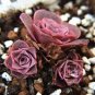100 seeds Green Rose Garden Greenovia Flower Seed