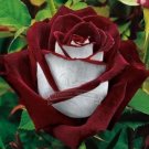 500 seeds BLUE STRIPE ROSE RARE ROSE ROSE BUSH BLUE WHITE DRAGON