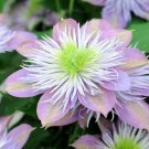 10 seedds Vine Clematis Potted Clematis Garden Flower Seeds Courtyard Balcony Potted Climbing Plants