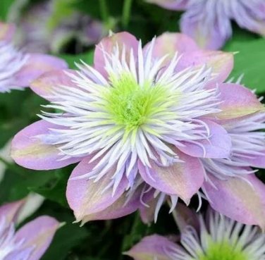 10 seedds Vine Clematis Potted Clematis Garden Flower Seeds Courtyard Balcony Potted Climbing Plants