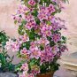 10 seedds Vine Clematis Potted Clematis Garden Flower Seeds Courtyard Balcony Potted Climbing Plants