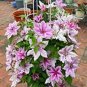10 seedds Vine Clematis Potted Clematis Garden Flower Seeds Courtyard Balcony Potted Climbing Plants