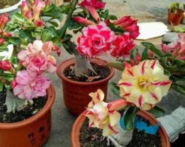 2 seeds Mixed 2 types of Adenium Desert Rose yellow red one and pink red