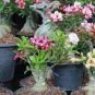 2 seeds Mixed 2 types of Adenium Desert Rose yellow red one and pink red