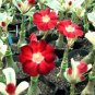 2 seeds Mixed 2 types of Adenium Desert Rose yellow red one and pink red