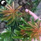 60 seeds Podocarpus Macrophyllus Tree Seeds Bonsai Luo Han Song Evergreen