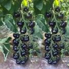 100 seeds Heirloom Rare Small Black Green Tomato Hybrid F1 Fruits