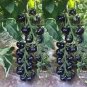 100 seeds Heirloom Rare Small Black Green Tomato Hybrid F1 Fruits