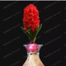 1 seeds True Hyacinth Bulb