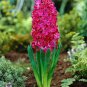 1 seeds True Hyacinth Bulb