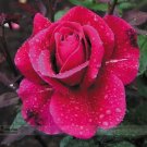 50 seeds Large Feral Red Rose Flower Seeds Professional Pack