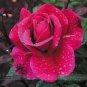 50 seeds Large Feral Red Rose Flower Seeds Professional Pack