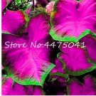150  seeds Multiple Colour Thailand Caladium Bonsai of Perennial