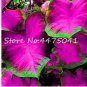150  seeds Multiple Colour Thailand Caladium Bonsai of Perennial