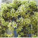 100 seeds Hot Selling Gimax  Clematis Flower Seeds Perennial Plant Garden